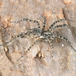 Mistaria zuluana